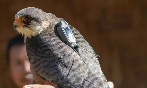 Amur Falcon radio-tagged in Manipur reaches Somalia-Kenya border