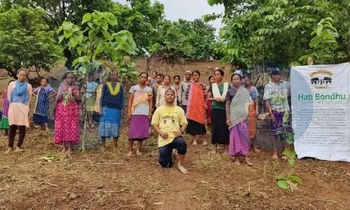 How farmers of this Assam village are securing crops with Elephant Feeding Zones