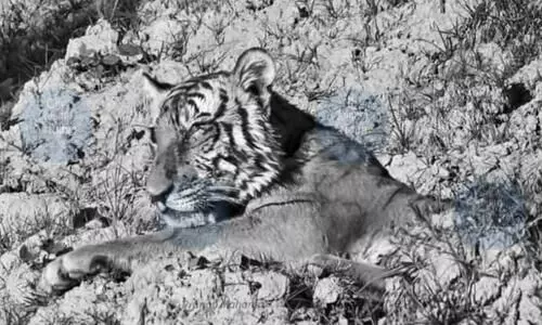 Wounded tigress, human assault & a town on edge: Kaliabor’s man-animal dilemma