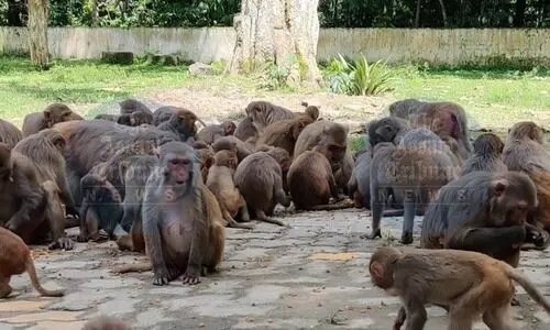 Crop damage by monkeys forcing villages to stop farming: CM Sarma