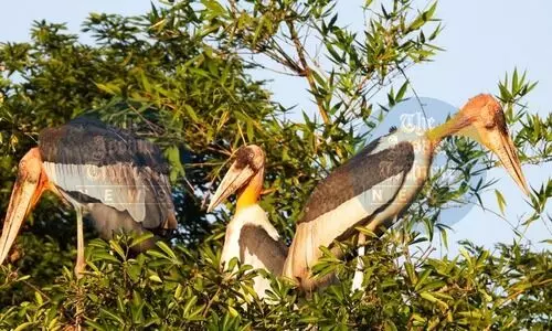 Identification of 52 Hargila nests in Kamrup boosts conservation efforts