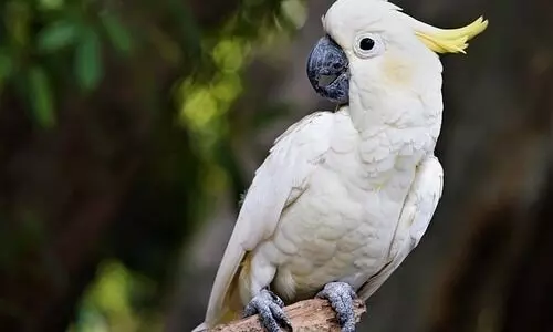 Endangered Australian cockatoo among worlds longest living birds