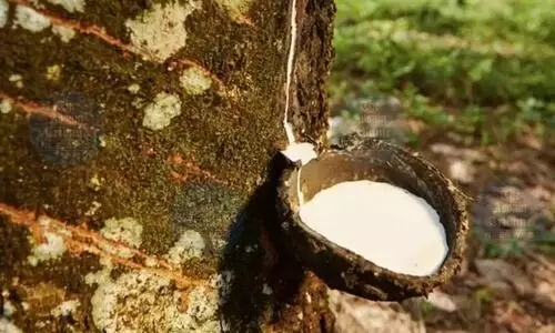 1.25 L hectares covered under rubber plantation in NE