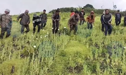 Manipur govt destroyed over 19,000 acres of illegal poppy cultivation since 2017