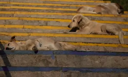 Assam Rabies Elimination Project launched in Guwahati, aims to vaccinate 70% of citys dog population