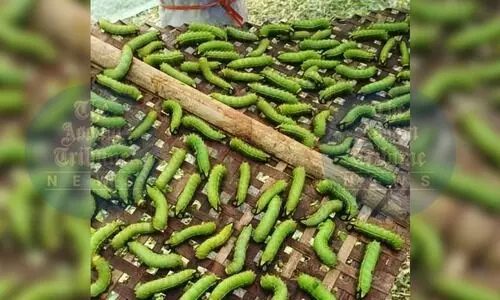 Govt-run muga farm set to revive cocoon supply