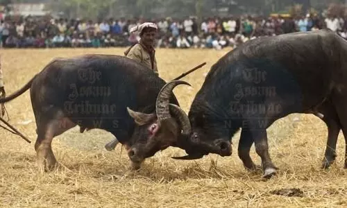 Gauhati HC ruling: No more buffalo & bulbul fights in Assam