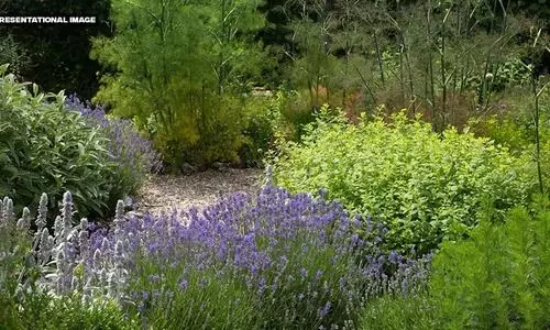 Lack of nameplates in medicinal plant garden hampers research near Deepor Beel