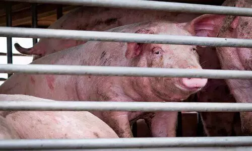 Mizoram faces Rs 336.49 crore loss in 2024 due to African swine fever