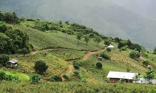 Pineapple farmers in Mizoram’s Sialhawk suffer Rs 40 L loss due to lack of buyers