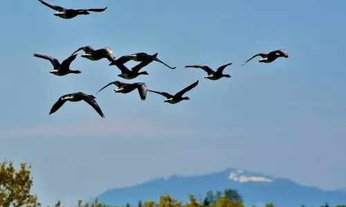 Arunachals Dirang issues prohibitory order to protect migratory birds in Sangti valley