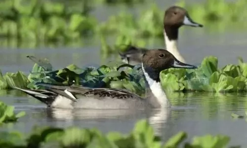 Manipur Forest Dept conducts annual migratory bird count at Lamphelpat wetland