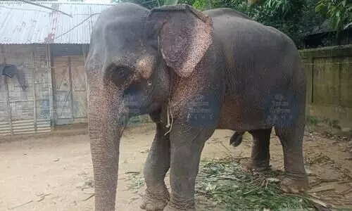 Strayed elephant sparks international row between India & Bangladesh