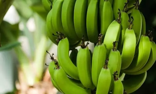 Manipur police detain two for ripening green bananas with harmful chemicals