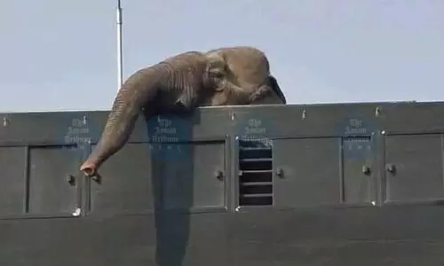 Environmental activists write to President Murmu over transfer of elephants from NE