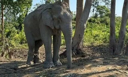 Vantara to shelter 20 elephants rescued from exploitative logging industry
