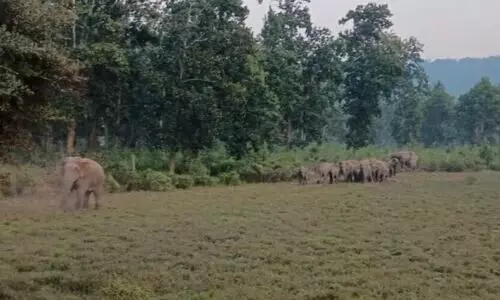 NGT seeks Centre’s response on Assam’s declining forest cover