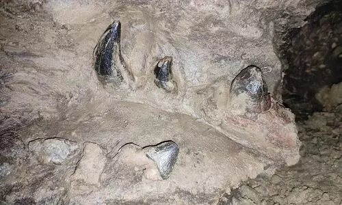 35-million-year-old fossil stolen from South Garo Hills, villagers outraged