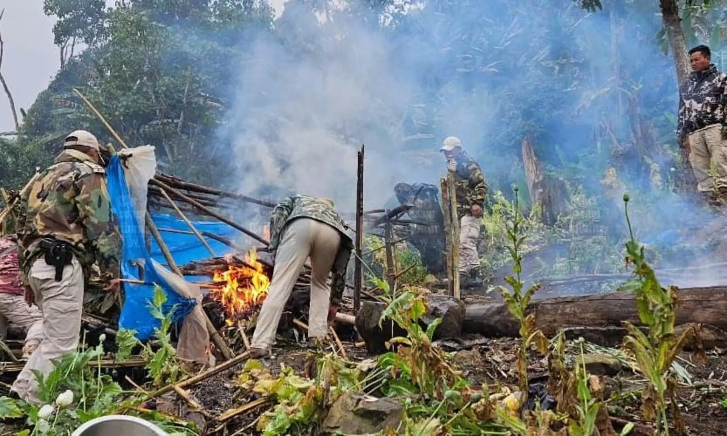 306 acres of illegal poppy fields destroyed in Manipur hills in six days