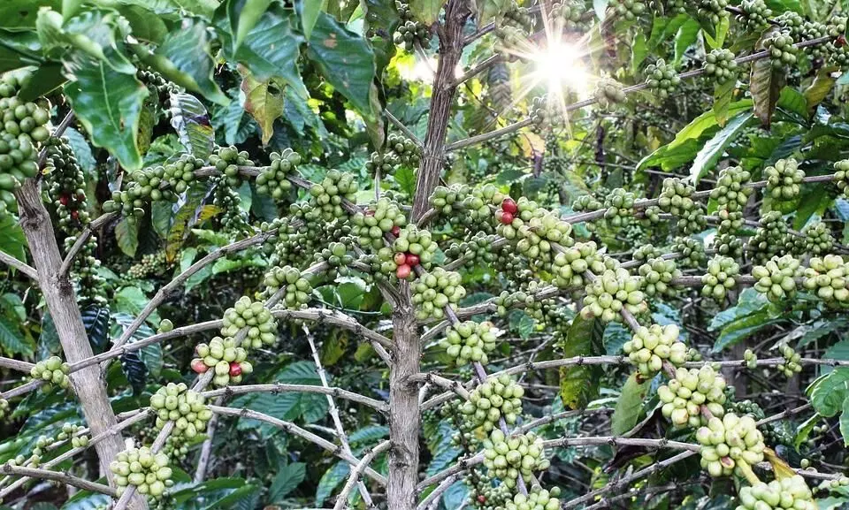 Coffee cultivation gets a kickstart in Karbi Anglong, 31 aspirers to plant the future