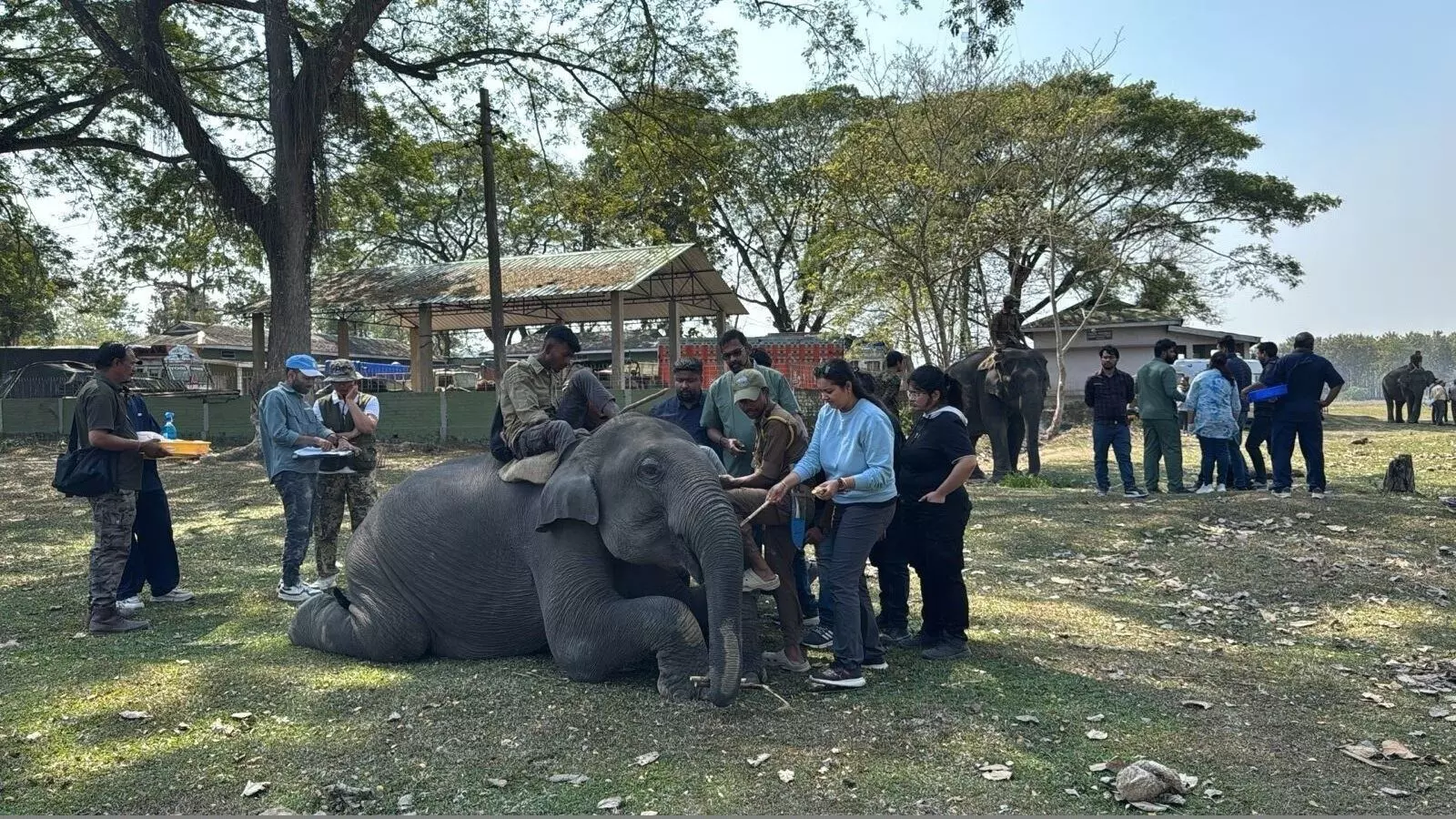 Twenty eight veterinarians attend International Elephant Healthcare workshop in Kaziranga Twenty eight veterinarians attend International Elephant Healthcare workshop in Kaziranga