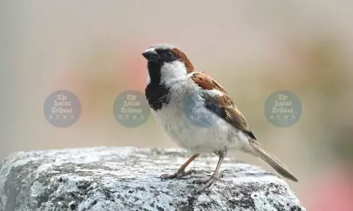Wings of change: How Guwahati birds are adapting to climate change