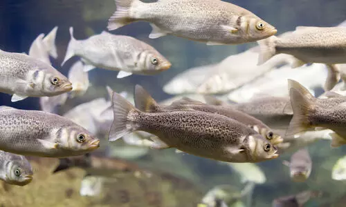 Meghalaya govt sanctions Rs 10 cr for hatcheries to boost fish production