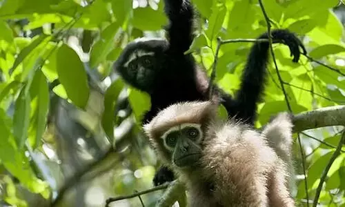 Electrified rail line poses deadly threat as Hoolock Gibbon dies in sanctuary