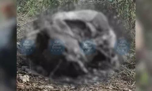 Pregnant elephant allegedly killed for meat near Assam-Meghalaya border