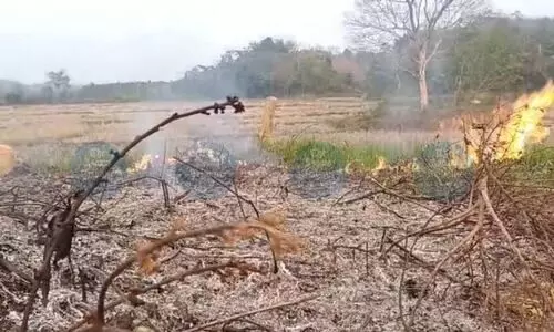 Neighbours encroach 76,000 hectares of Assams forest cover amid climate crisis: Sources