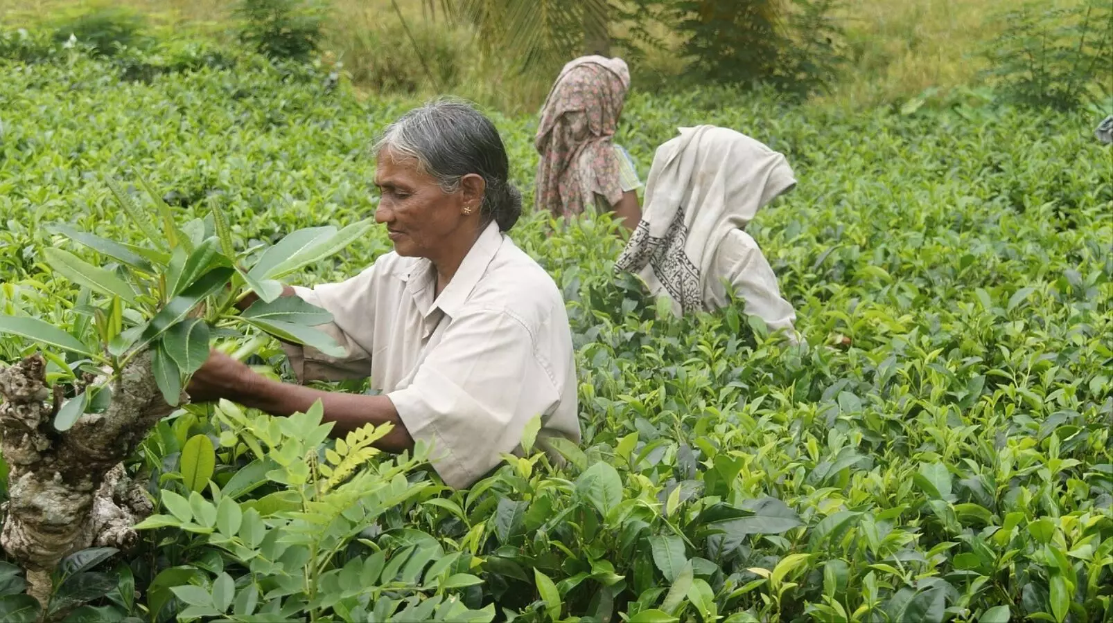 Assam govt allows dual caste certificates for tea garden workers, tribes
