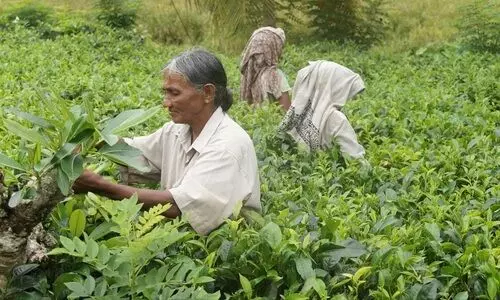 Assam govt allows dual caste certificates for tea garden workers, tribes