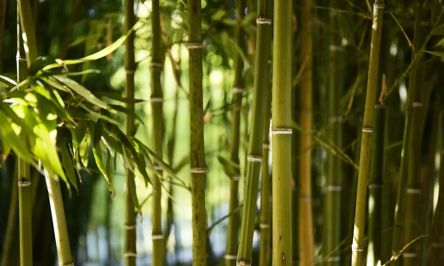 Rs 200-cr bamboo bio-refinery in Assam to begin commercial production by mid 2025