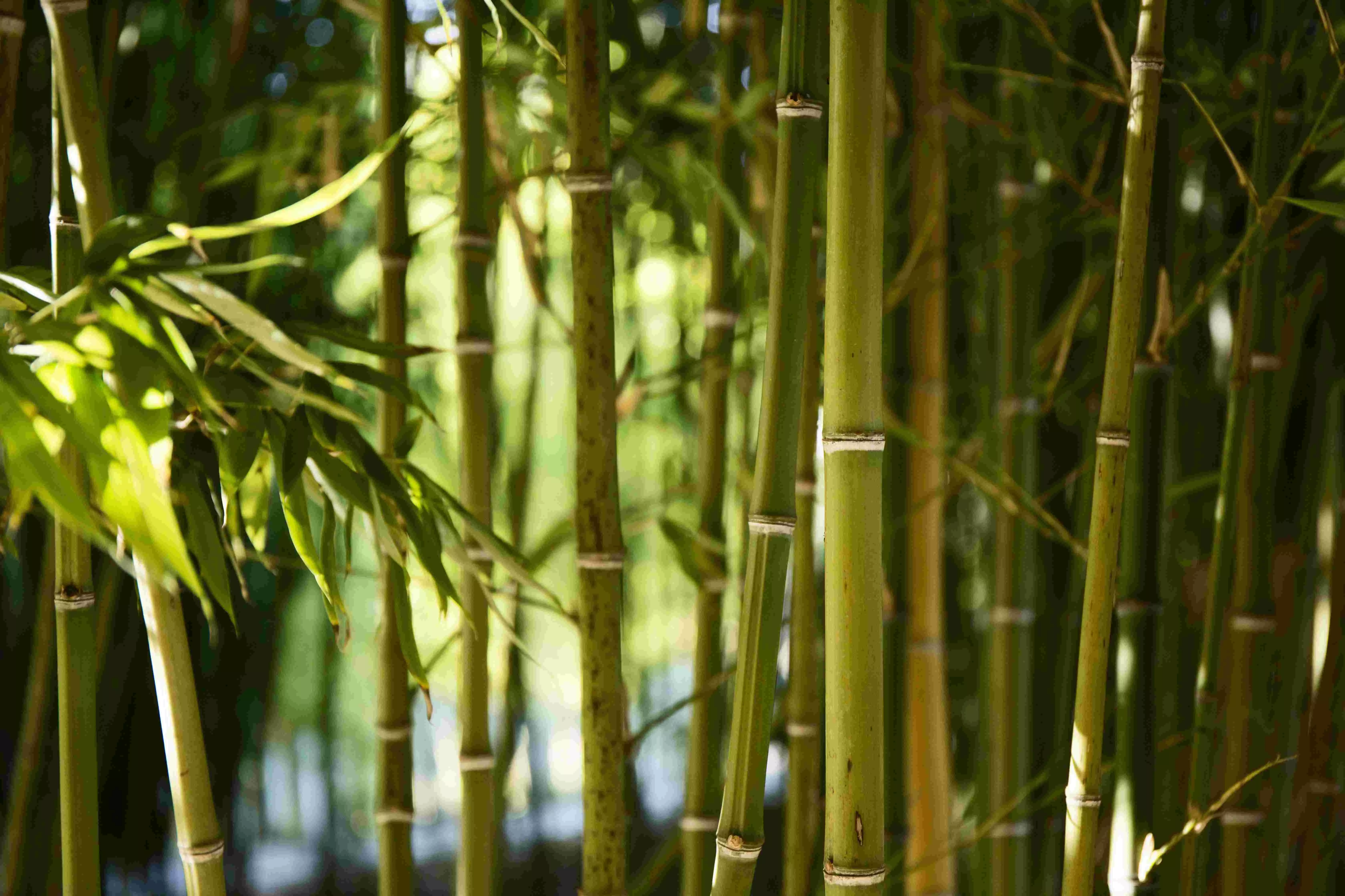 Rs 200-cr bamboo bio-refinery in Assam to begin commercial production by mid 2025 Rs 200-cr bamboo bio-refinery in Assam to begin commercial production by mid 2025