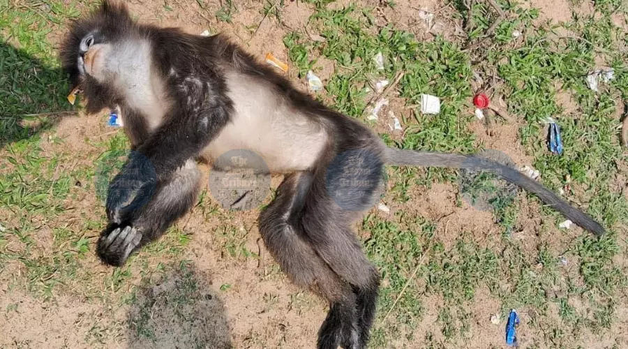 Forest dept plans wildlife safety signboards after death of endangered monkey