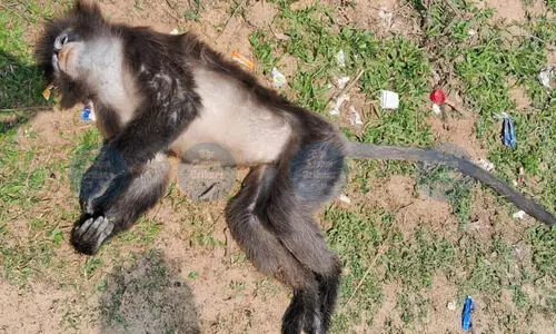 Forest dept plans wildlife safety signboards after death of endangered monkey