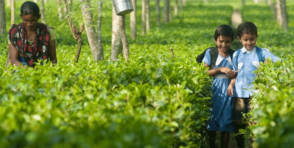 Only 51.89% clear HSLC: Poor results reveal stark reality of tea garden schooling Only 51.89% clear HSLC: Poor results reveal stark reality of tea garden schooling