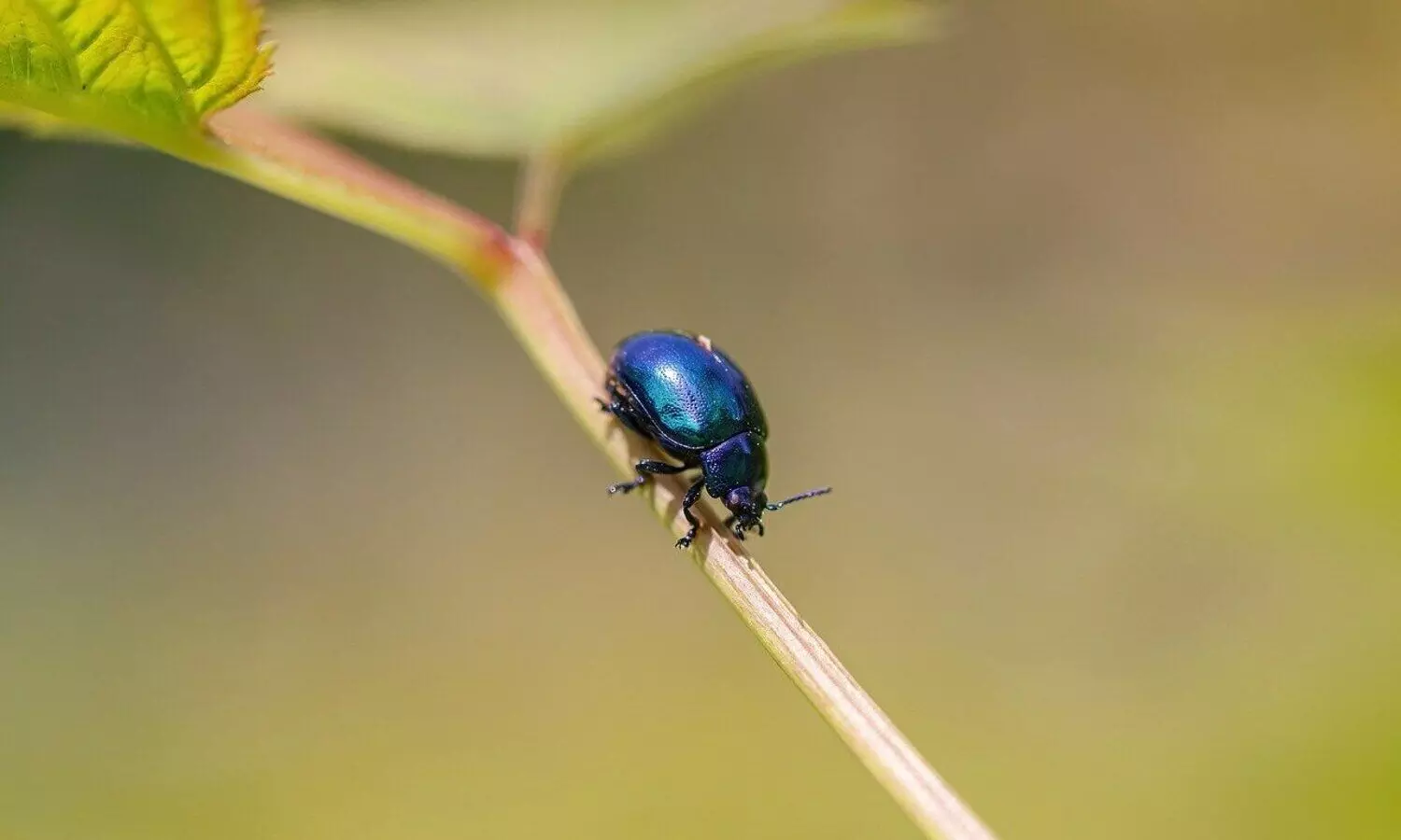 New beetle species discovered in Northeast by ZSI scientists New beetle species discovered in Northeast by ZSI scientists