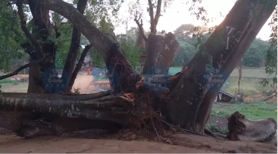 Storm batters Tripura: 2 dead, dozens of homes damaged across districts Storm batters Tripura: 2 dead, dozens of homes damaged across districts