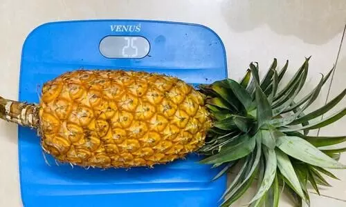 Centre approves Rs 132.62 cr project to promote Tripura’s pineapples globally