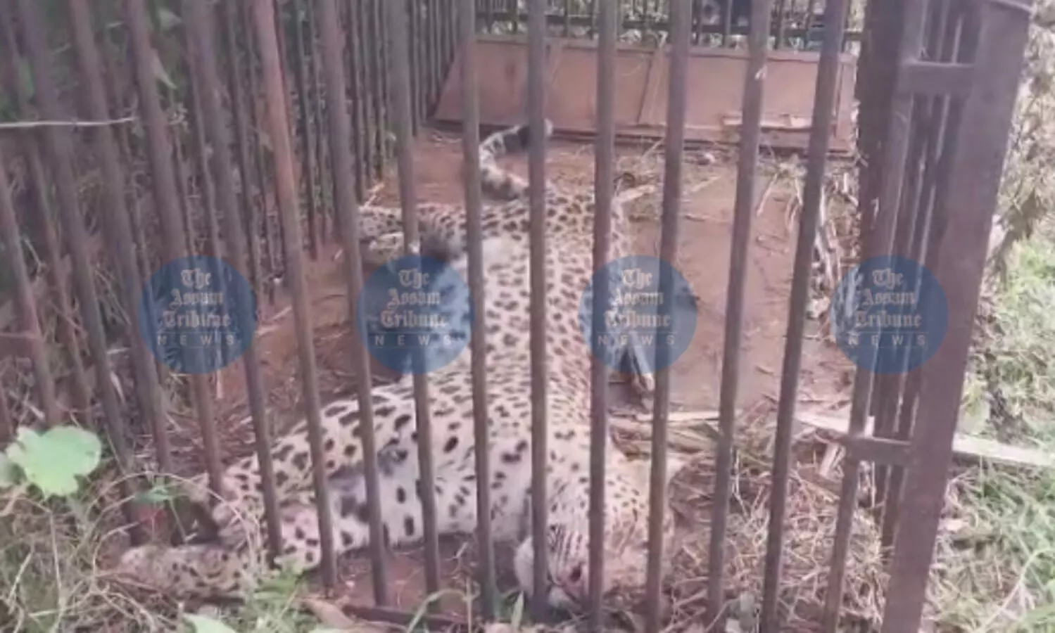 Tired of forest depts inaction, two Jorhat women trap leopard themselves Tired of forest depts inaction, two Jorhat women trap leopard themselves