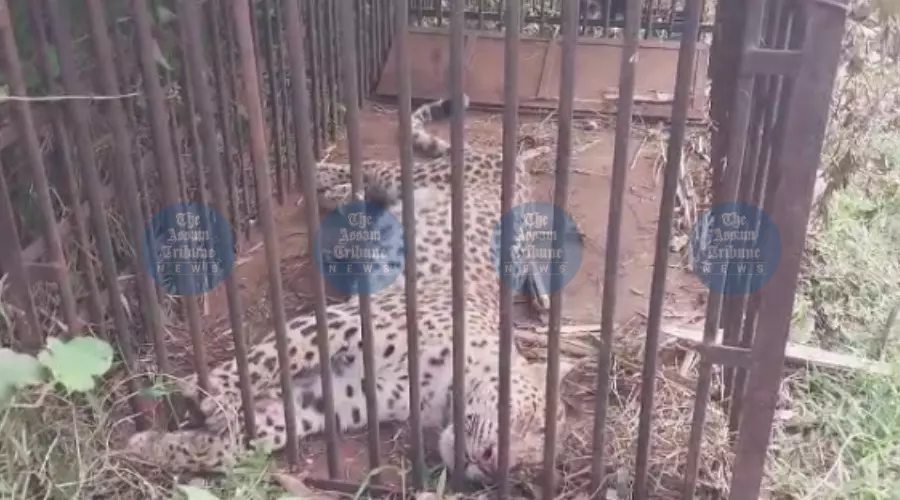 Tired of forest depts inaction, two Jorhat women trap leopard themselves