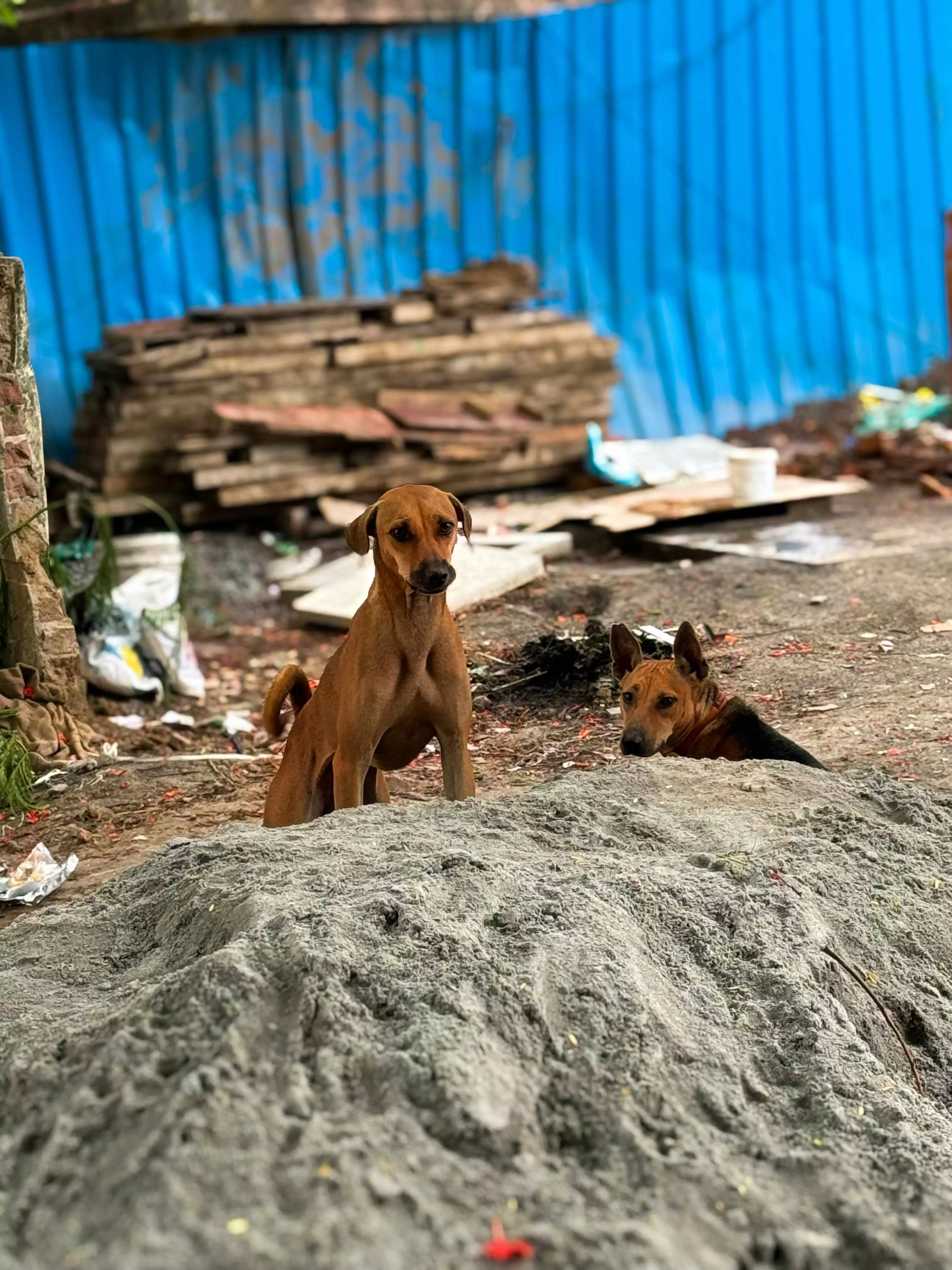 Meghalaya HC directs state to form stray dog management committee in 4 weeks Meghalaya HC directs state to form stray dog management committee in 4 weeks