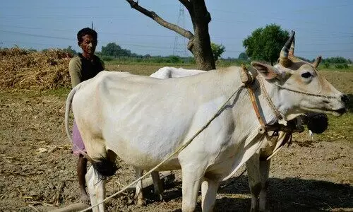Govt boost to dairy sector crucial in Assam where self-entrepreneurship has few takers