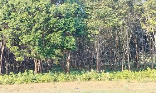 Govt-owned Matia sericulture farm faces allegation of rubber plantations