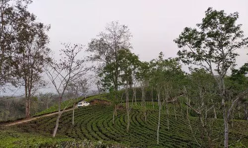Tripura to transform Ludhua Tea Estate into Rs 32-Cr eco-tourism hub