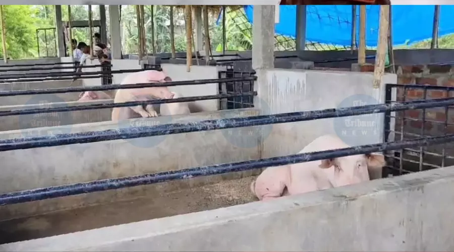 Local pig rearers in Jorhat raise concern over illegal pig supply amid swine fever ban Local pig rearers in Jorhat raise concern over illegal pig supply amid swine fever ban