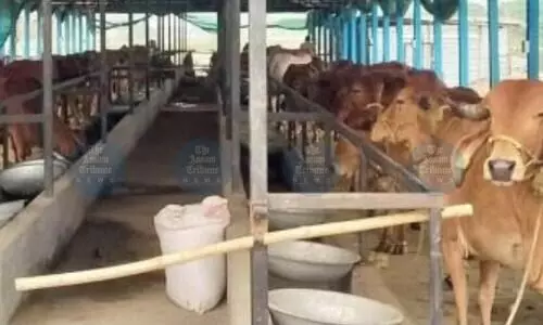 Gir cow controversy rocks Gorukhuti Project; Congress demands probe