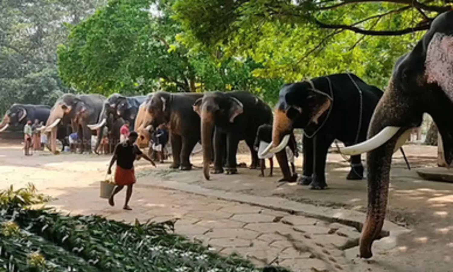 Rejuvenation therapy for 22 Guruvayur elephants begins