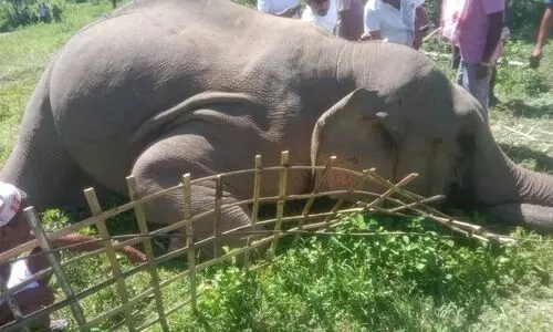 Jumbo death toll hits three in 32 days, concern grows in Digboi forest range